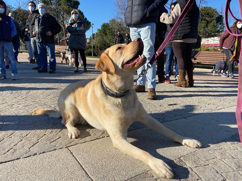 Imagen Majadahonda celebra su II Marcha por San Antón con mascotas por el Monte del Pilar