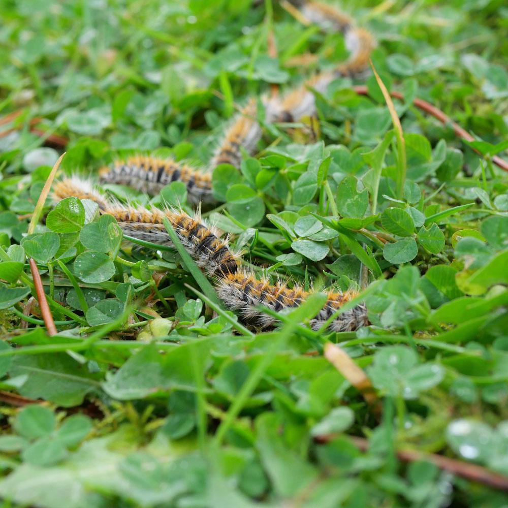 Imagen El Ayuntamiento de Majadahonda intensifica sus medidas de control de la oruga procesionaria