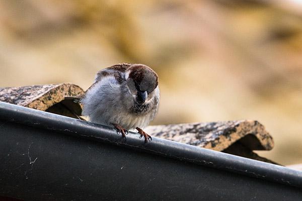 Convivencia con aves silvestres