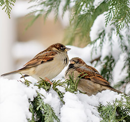 Imagen Convivencia con aves silvestres