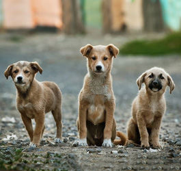 Imagen Centro Integral Canino de Majadahonda